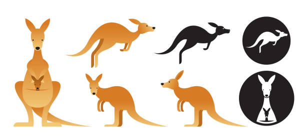 Kangaroo Vector Set Front View, Side View, Silhouette kangaroo stock illustrations