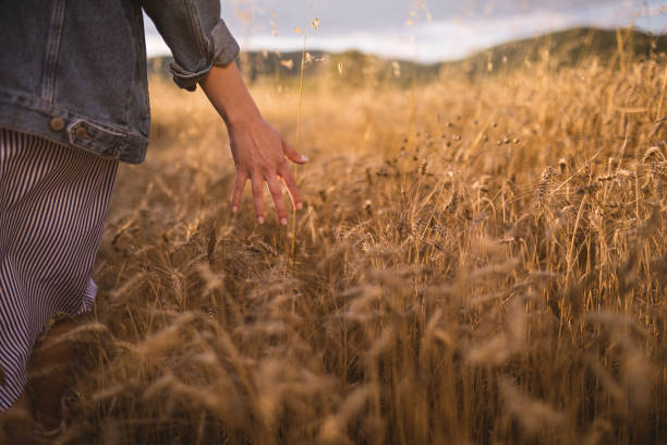 istock Retro girl brushing through a wheat field 1001649774