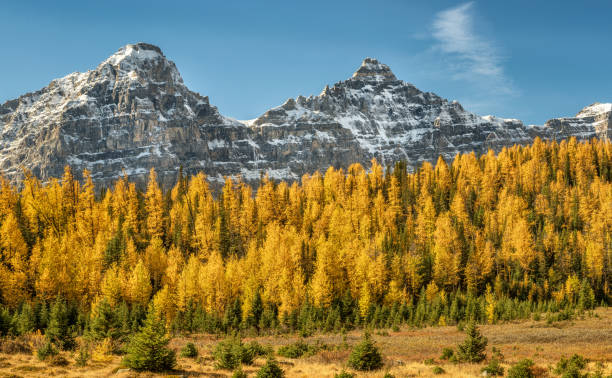 istock Autumn Larch Valley hike from Lake Moraine 1001652752