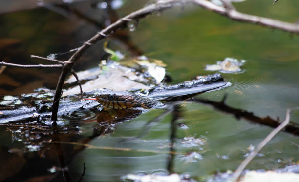 istock Head of Broad-banded Water Snake 1001652836