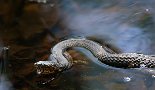 Broad-banded water snake (Nerodia fasciata confluens) swimming in the stagnant water of a bayou