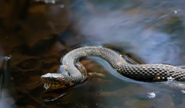 Photo of Broad-banded Water Snake