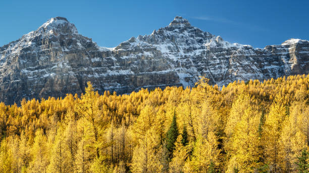 istock Autumn Larch Valley hike from Lake Moraine 1001653006