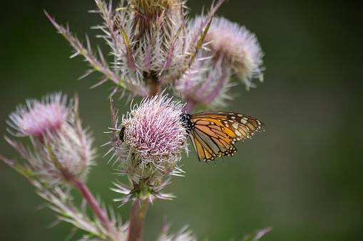 Monarch butterfly (Danaus plexippus) perched on a thistle weed