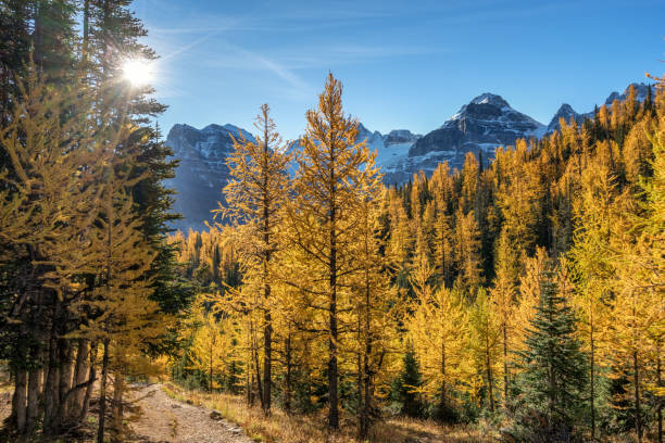 istock Autumn Larch Valley hike from Lake Moraine 1001653312