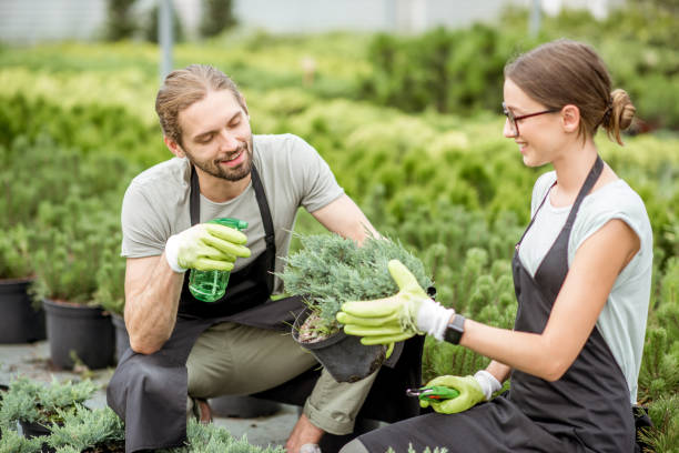 istock Workers with plants at the greenhouse 1001653770
