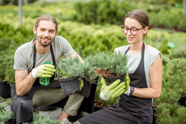 istock Workers with plants at the greenhouse 1001653778