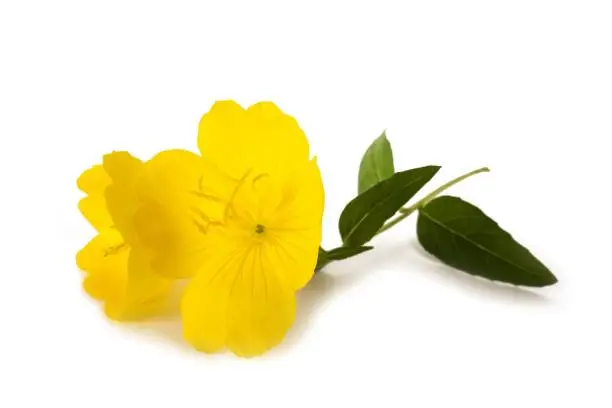 Photo of evening primrose