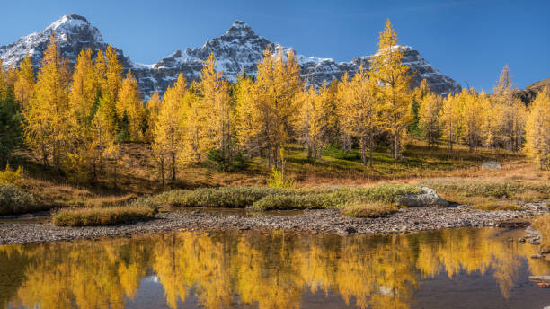 caminata de otoño alerce valle de lago moraine - alerce fotografías e imágenes de stock