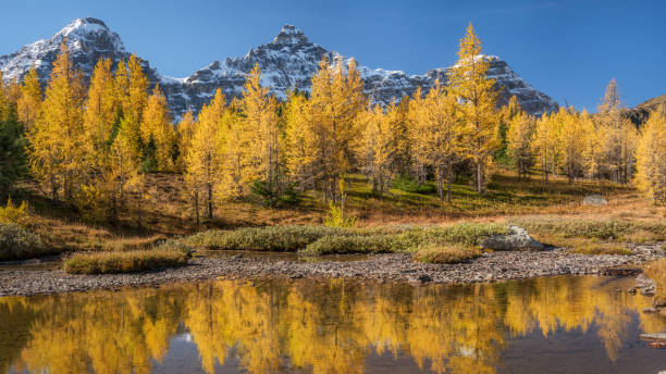 Autumn Larch Valley hike from Lake Moraine Larch Valley in Autumn.  A one hour hike up from Lake Moraine in the Banff National Park. moraine lake photos stock pictures, royalty-free photos & images