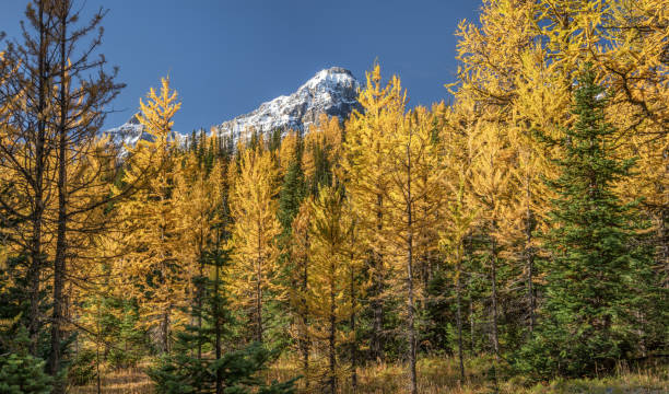istock Autumn Larch Valley hike from Lake Moraine 1001656706