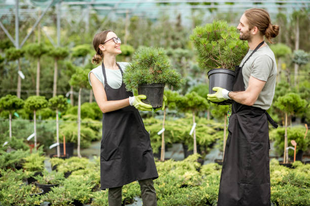 istock Working with plants in the greenhouse 1001657126