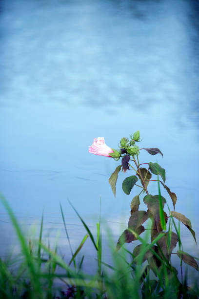 istock Flower Near Lake 1001657774