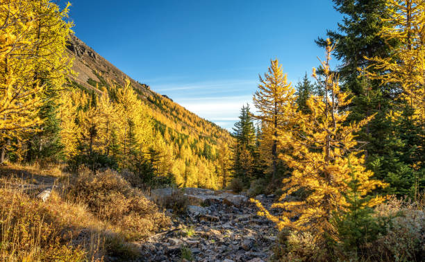 istock Autumn Larch Valley hike from Lake Moraine 1001657854