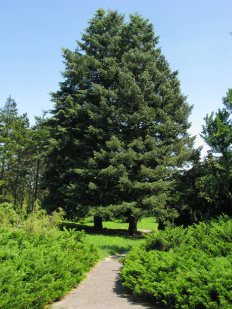 istock A path between coniferous bushes and several fir trees with green-blue needles 1001659254
