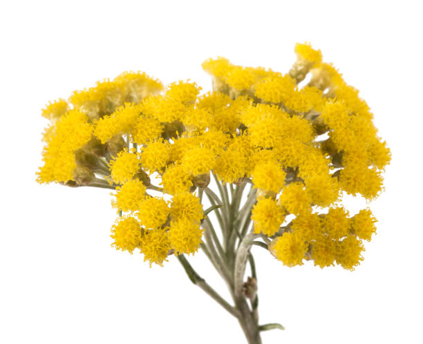 Photo of Yellow helichrysum flowers