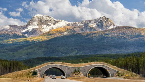 jesień - wildlife overpass na autostradzie trans canada w parku narodowym banff - alberta canada animal autumn zdjęcia i obrazy z banku zdjęć