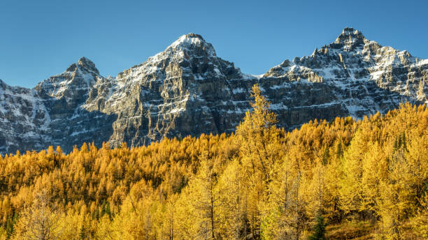 istock Autumn Larch Valley hike from Lake Moraine 1001664064