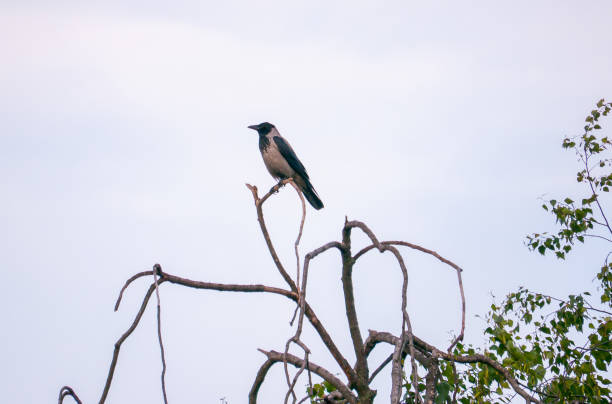 proud single bird sitting on a gray sky background on a dry bush