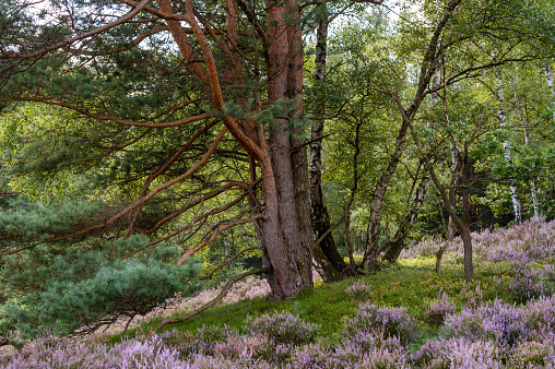 Pines, birches, and flowering heath in the nature reserve Fischbeker Heide by day.