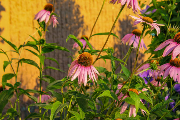 istock bavaria cottage garden flowers 1001668088