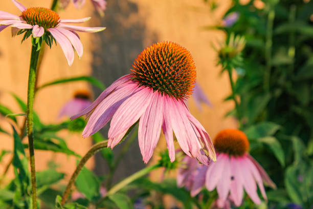 istock bavaria cottage garden flowers 1001668094
