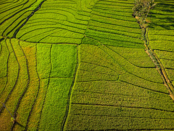 istock Green rice field aerial photogaphy 1001668132