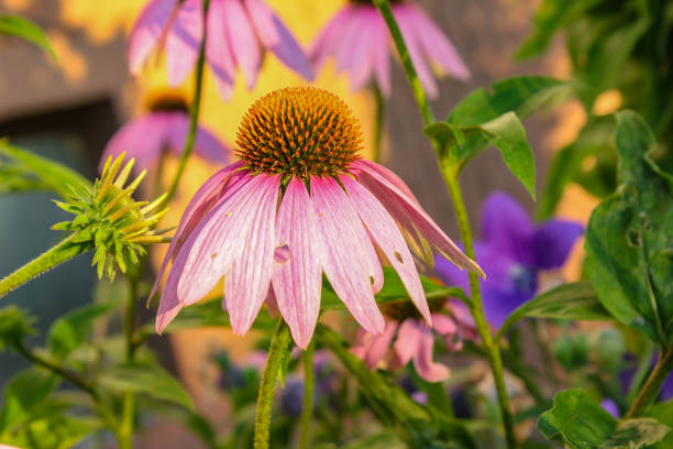istock bavaria cottage garden flowers 1001668182