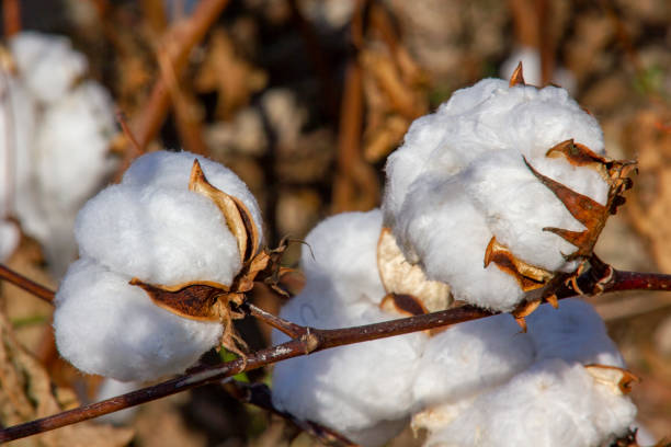 Cotton  field Cotton field in Turkey boll stock pictures, royalty-free photos & images