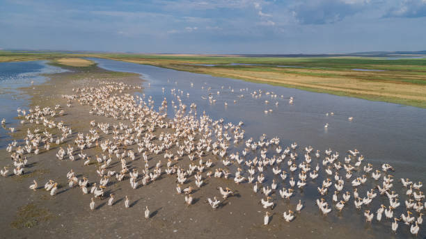 istock white pelicans in Danube Delta, Romania 1001668390