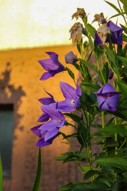 istock bavaria cottage garden flowers 1001668414