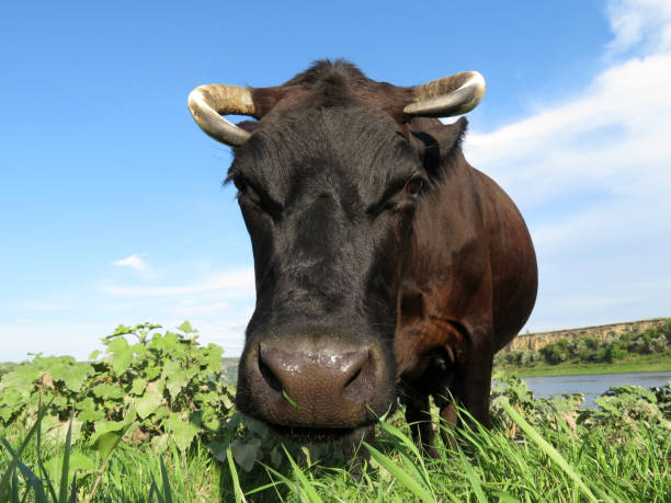 istock Black cow grazing on a green meadow, front view, wide angle 1001668714