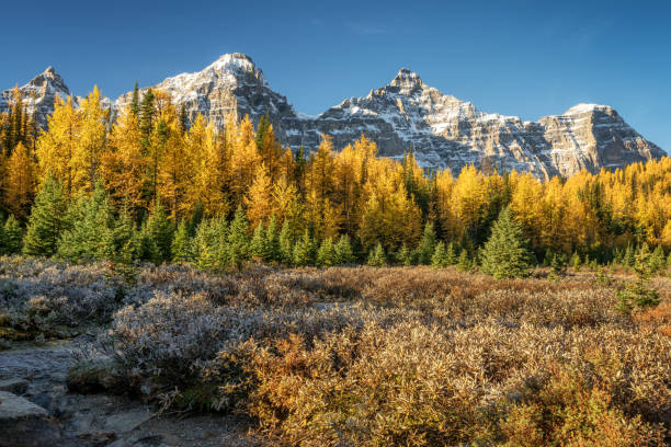 istock Autumn Larch Valley hike from Lake Moraine 1001669364