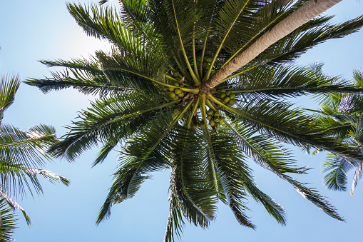 Holidays in the Philippines and the view upwards while relaxing