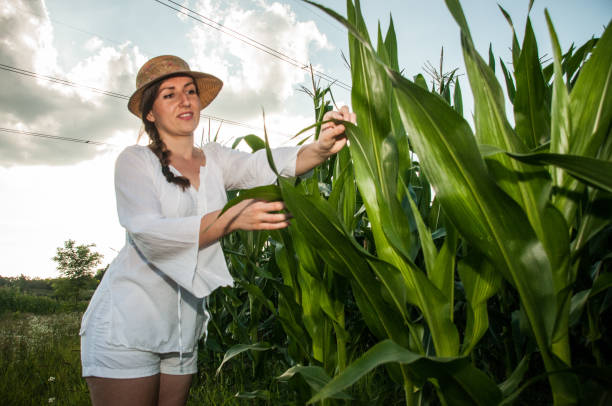 istock A girl in corn - a girl with a cabbage 1001672912