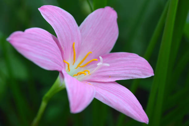 istock Pink rain lily, Zephyranthes sp. 1001673062