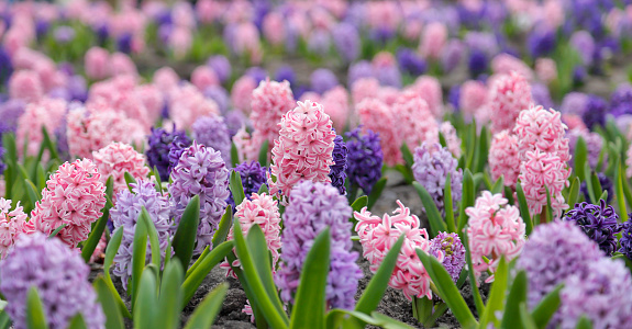 large flower bed with multi-colored hyacinths