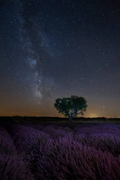 Photo of Lavender field in bloom at night with milky way in Vallensole Provence France