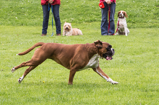 portrait of a boxer-type dog outdoors in belgium
