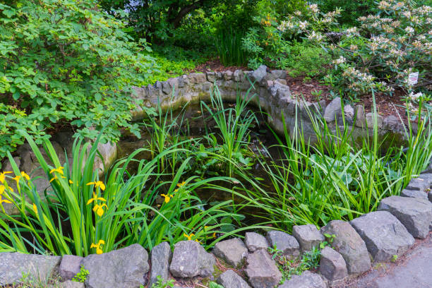 istock A tiny pond with greens and yellow flowers lined with stones 1001680910