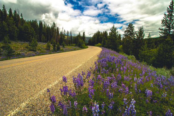 보라색도 - landscape montana wildflower flower 뉴스 사진 이미지