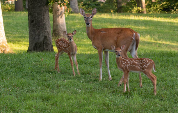 istock Whitetail doe and two fawns 1001685200