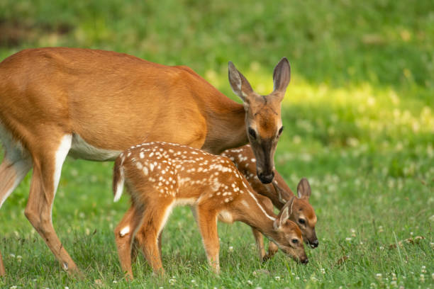 istock Whitetail doe and two fawns 1001687400