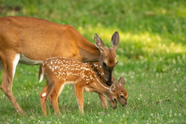 istock Whitetail doe and two fawns 1001687486