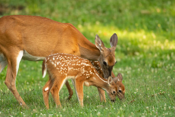 istock Whitetail doe and two fawns 1001687576