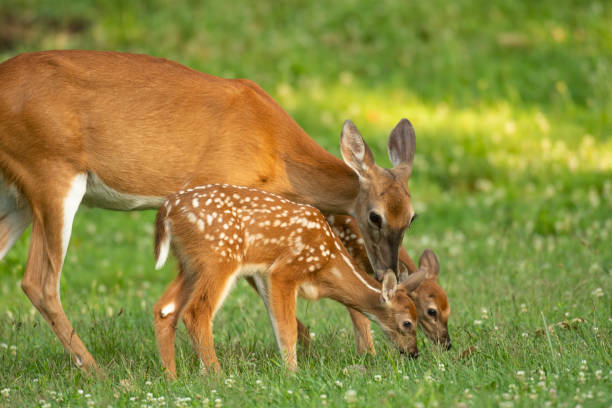 istock Whitetail doe and two fawns 1001687638