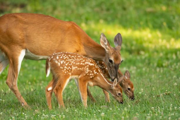 istock Whitetail doe and two fawns 1001687694