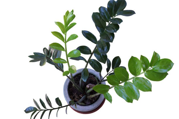 istock Zamioculcas zamifolia isolated on white background 1001687972
