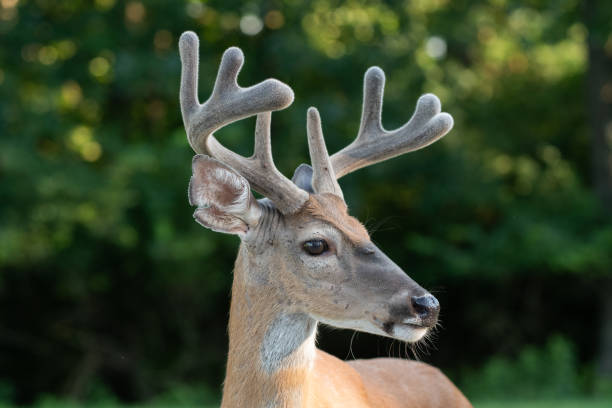 istock White-tailed deer buck with velvet on antlers 1001688476