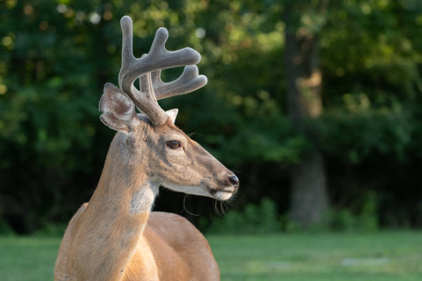 istock White-tailed deer buck with velvet on antlers 1001692820